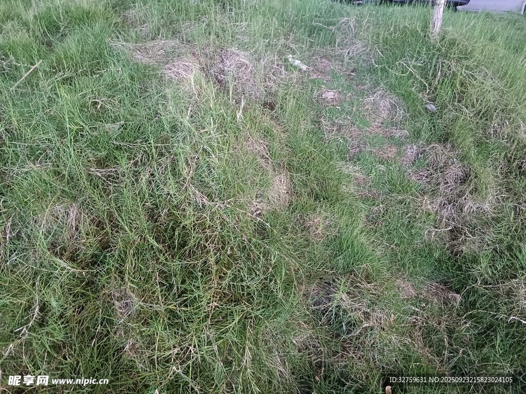 野外草地景象