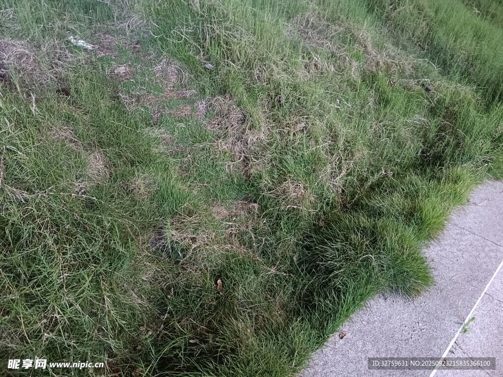 路边茂盛的绿色草丛