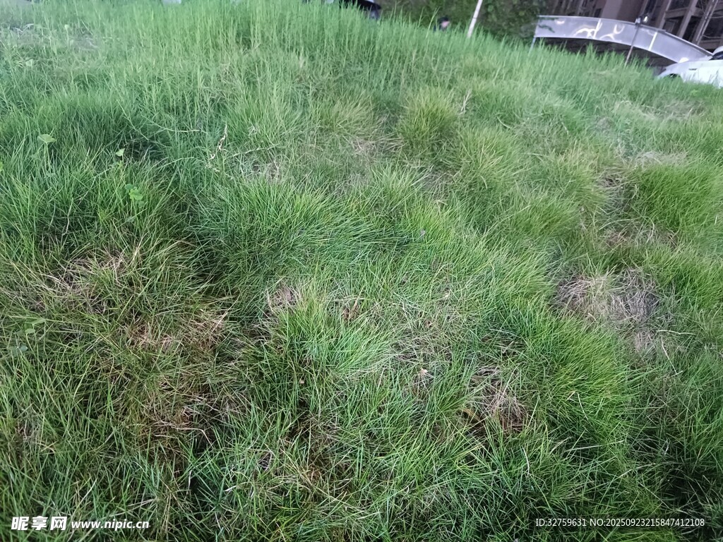户外翠绿草地场景