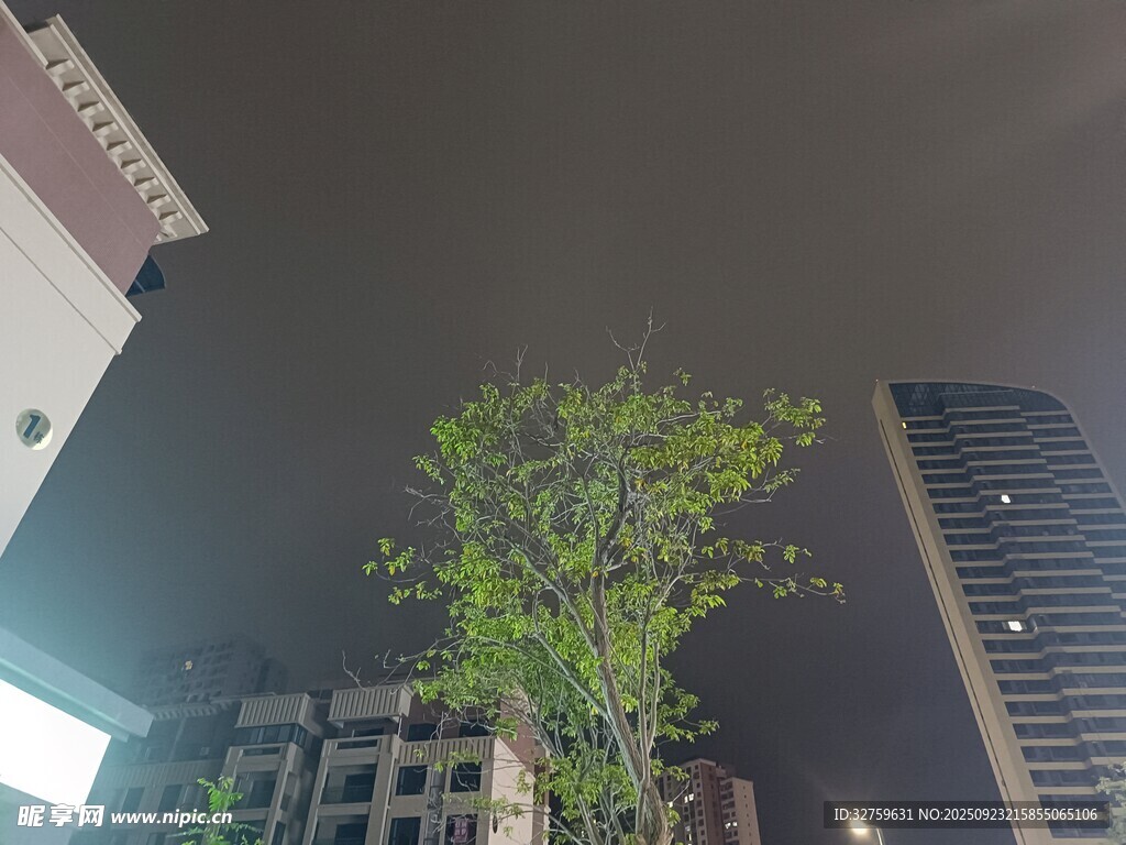 城市夜空下的绿树高楼