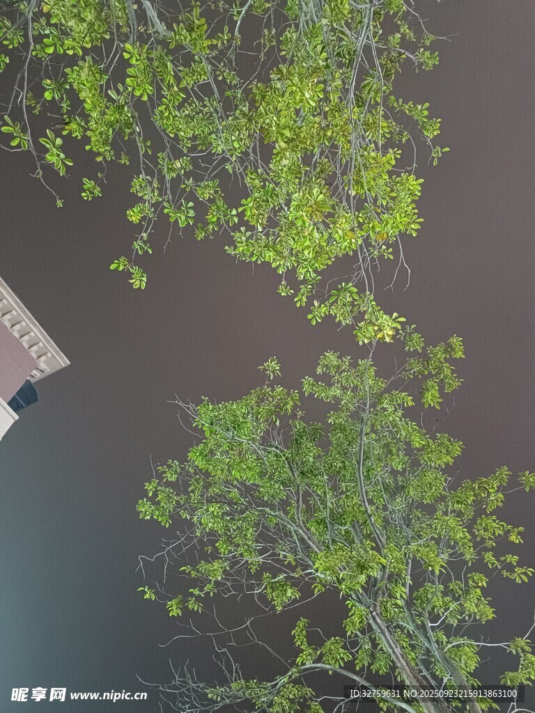 俯瞰绿树与水面景象