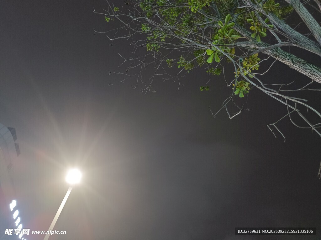 夜晚路灯下朦胧的树枝