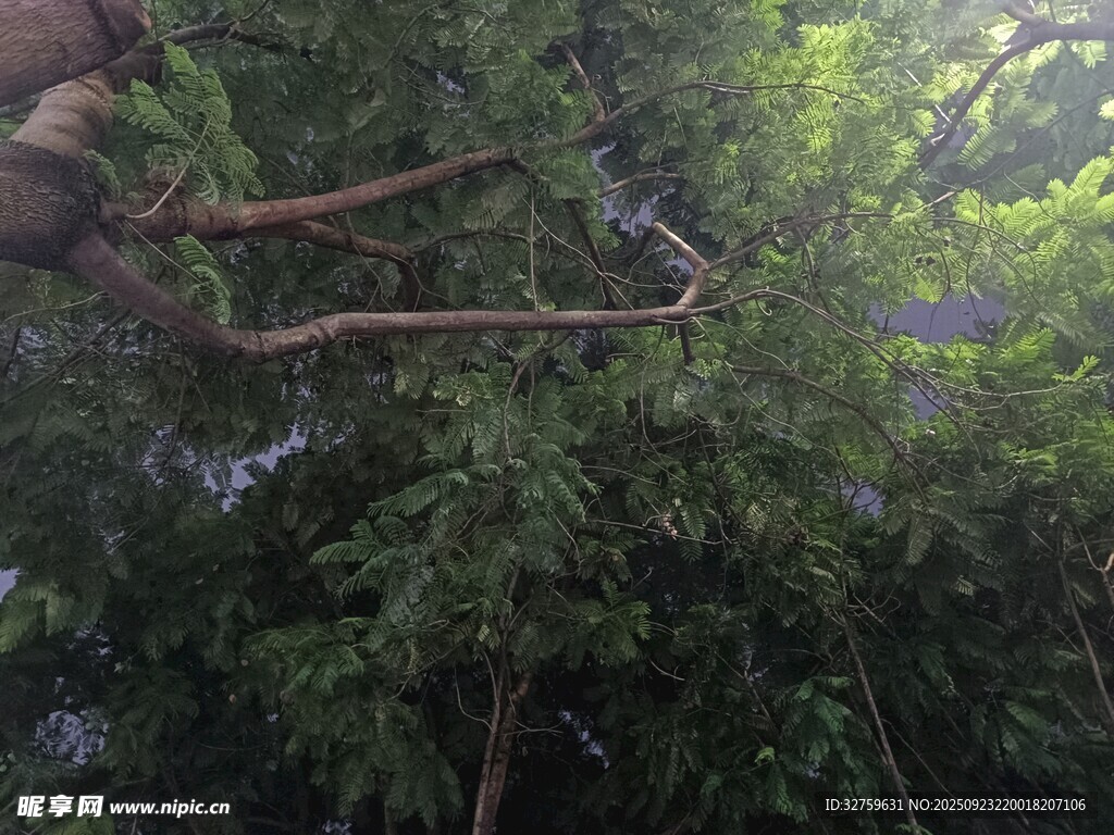 修剪树枝的场景