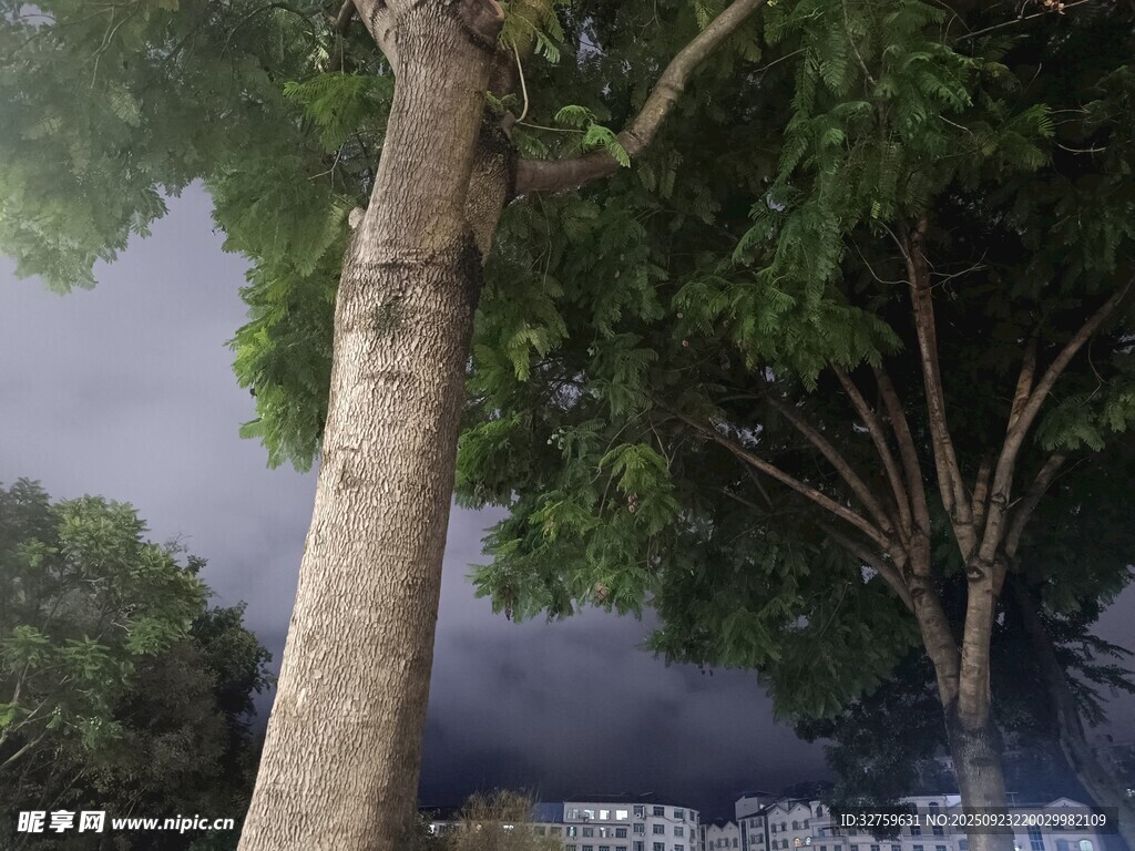 暴风雨前的树木景观