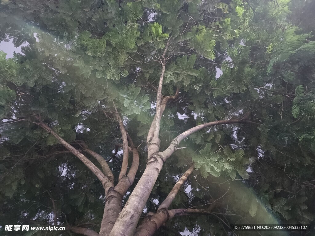 仰视茂密树林中的枯树枝