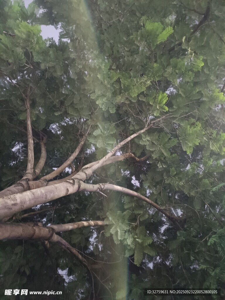 倾斜大树