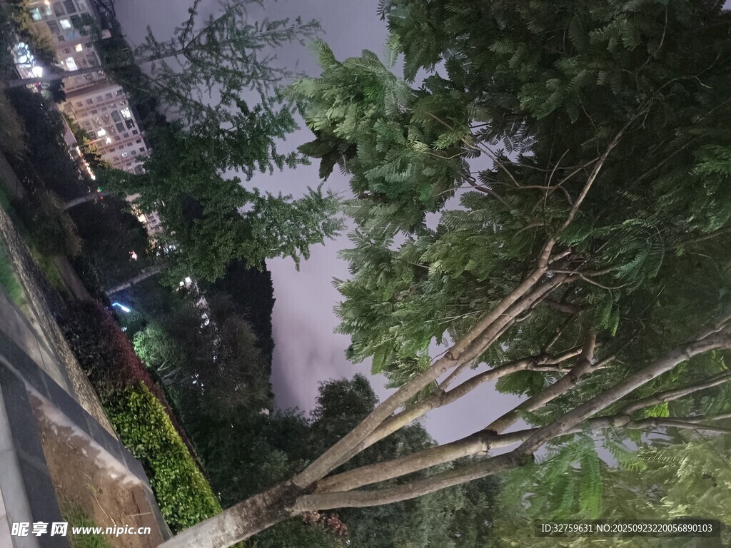夜晚街边繁茂树木景象