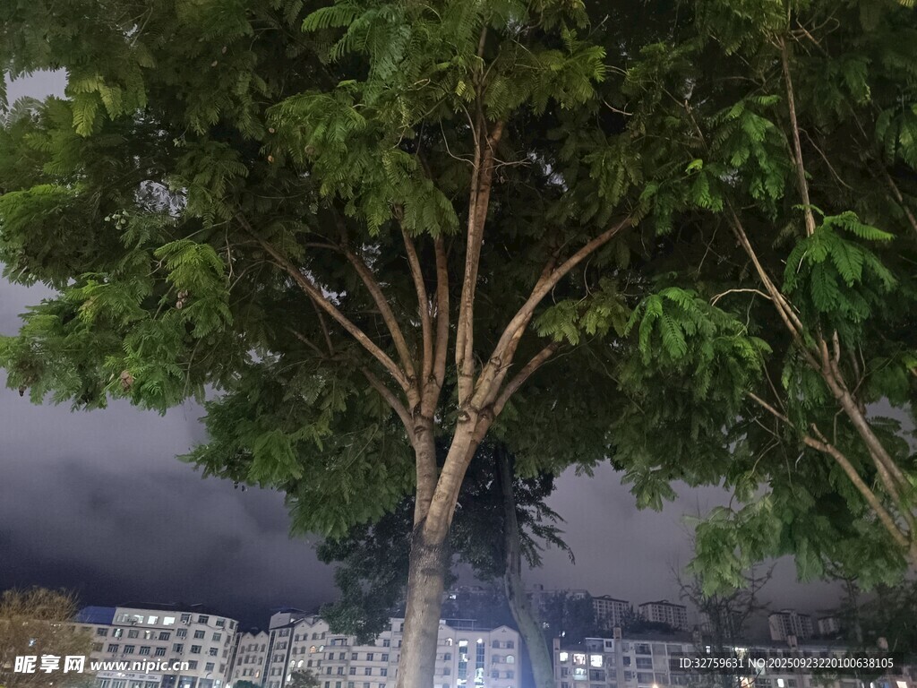 绿树映衬下的城市景观