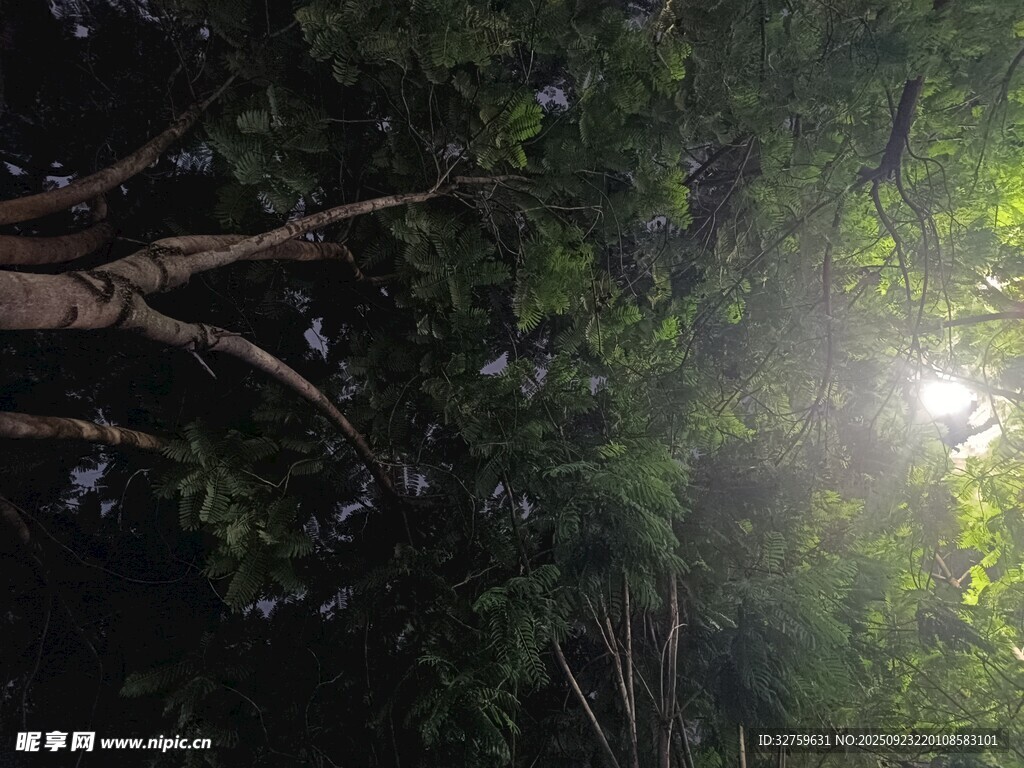 森林中透过枝叶的斑驳光线