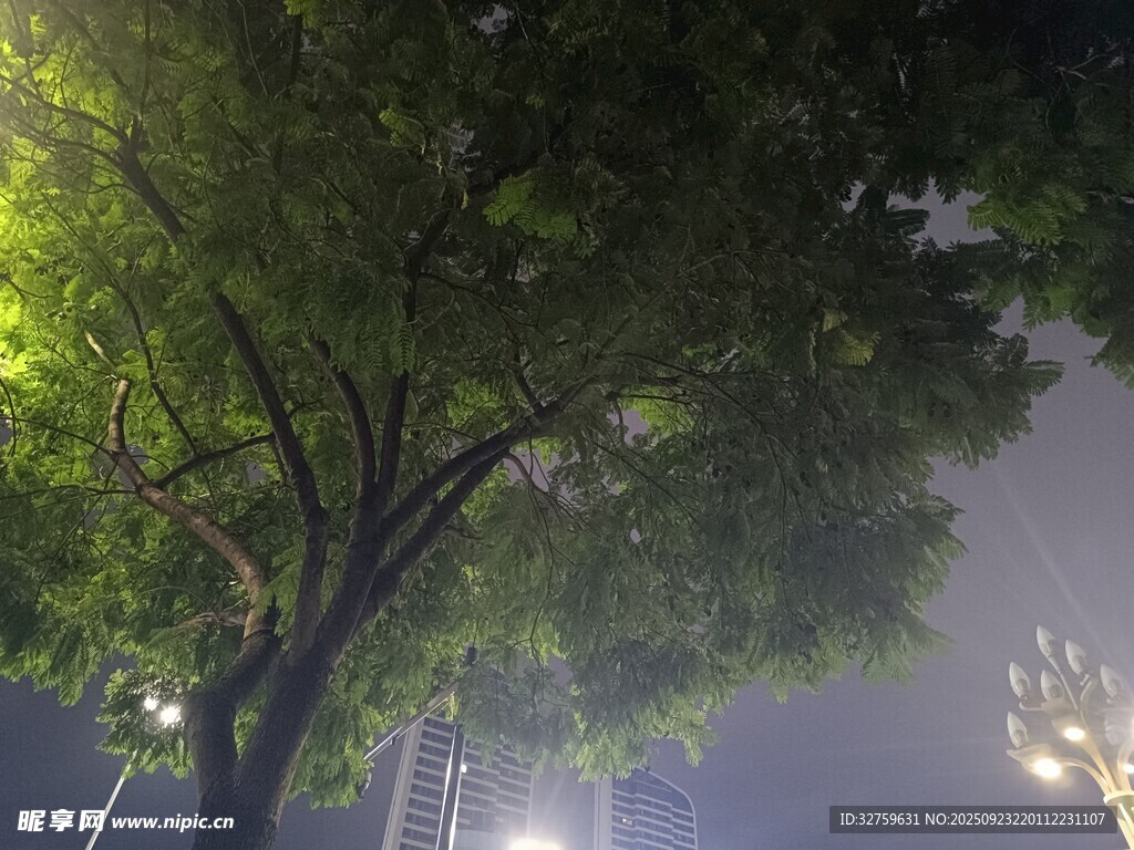 雨夜中的葱郁树木