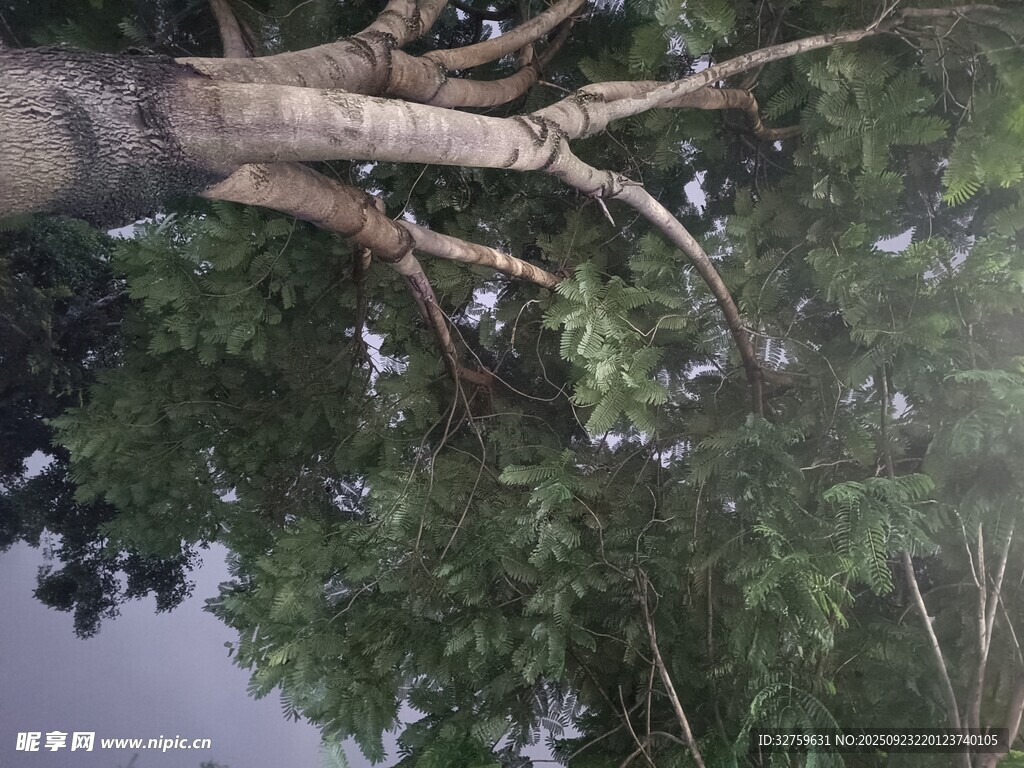 仰视繁茂大树枝干与绿叶