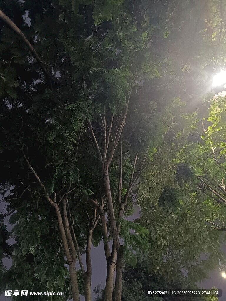 阳光穿透树林的绿意时刻