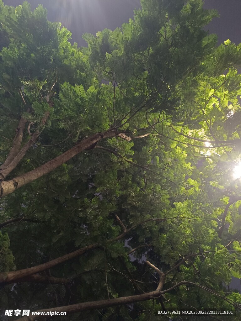 阳光穿透茂密树林美景