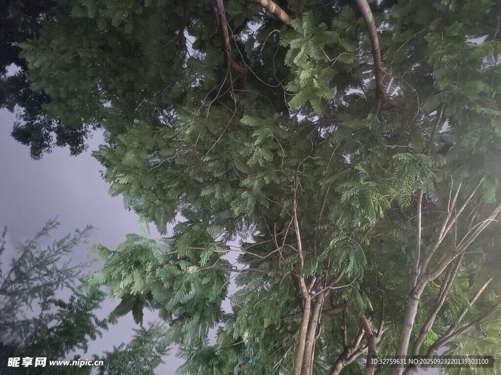 仰视茂密树林绿意盎然