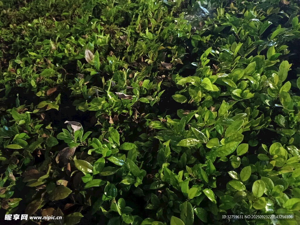 茂密绿植景观