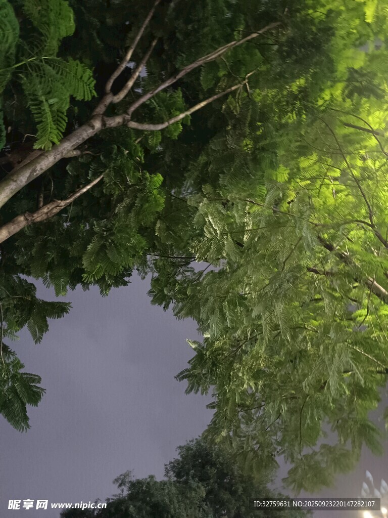 仰视繁茂树冠绿意盎然
