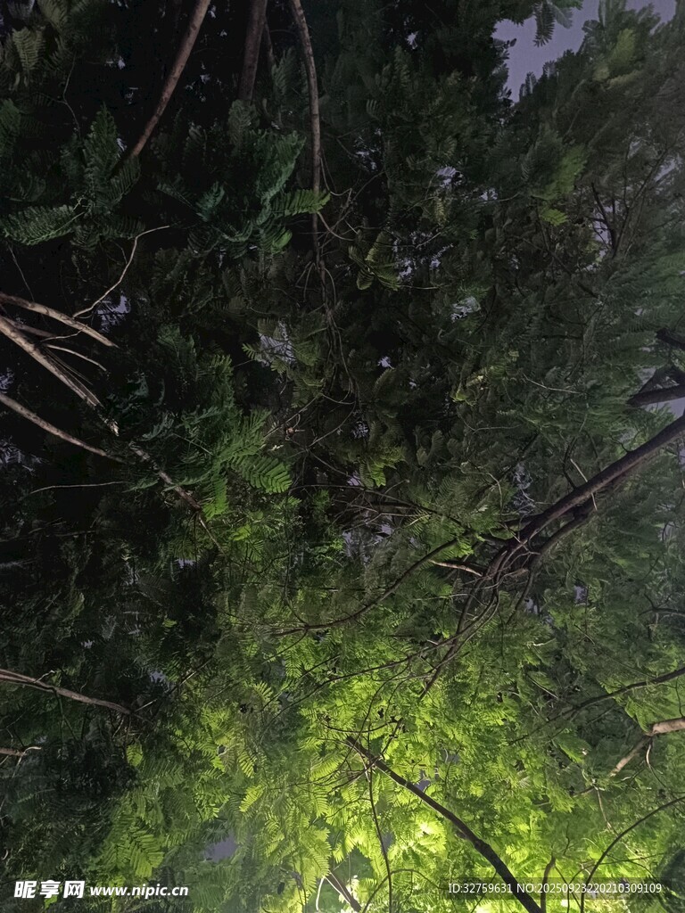 仰视茂密丛林绿意盎然