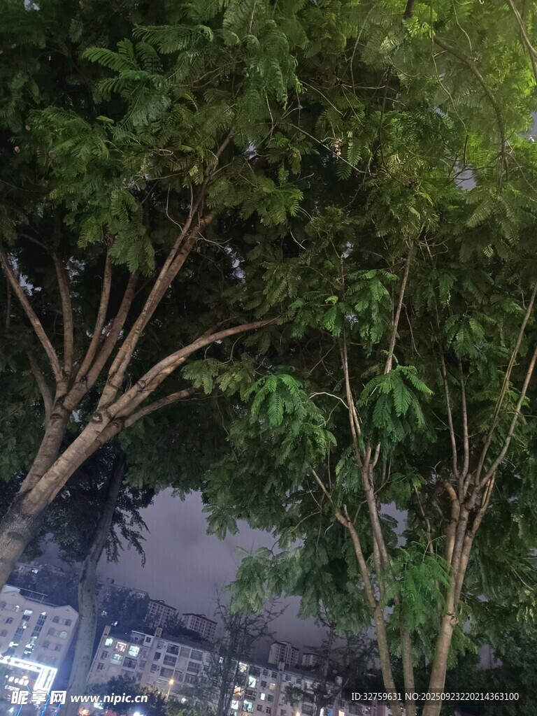 透过树林望天空景象