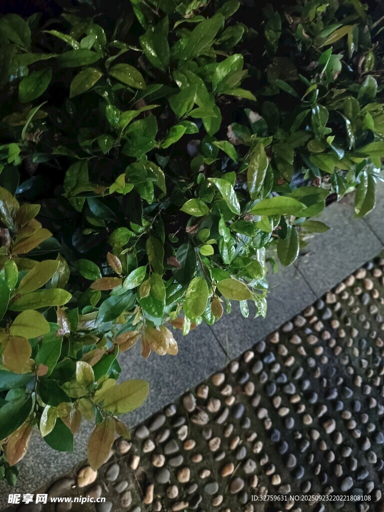 绿植旁的鹅卵石地面