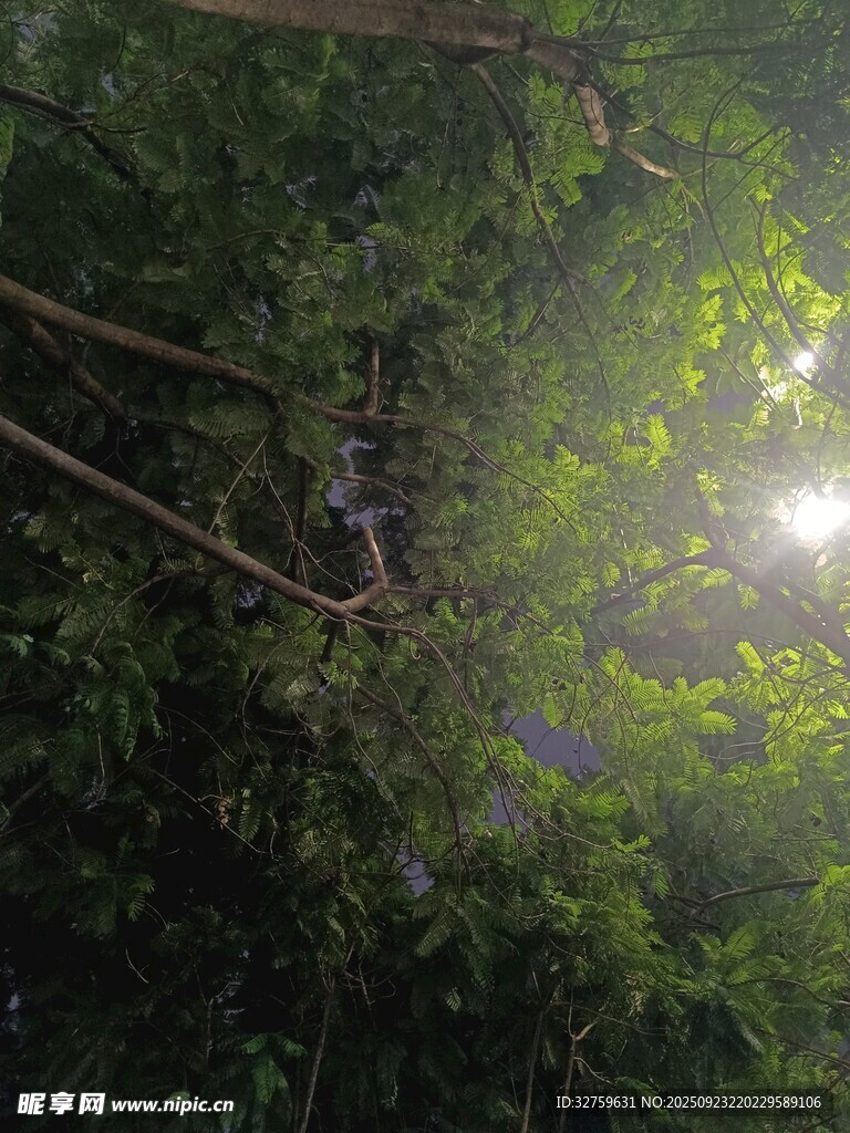 林间阳光穿透茂密枝叶