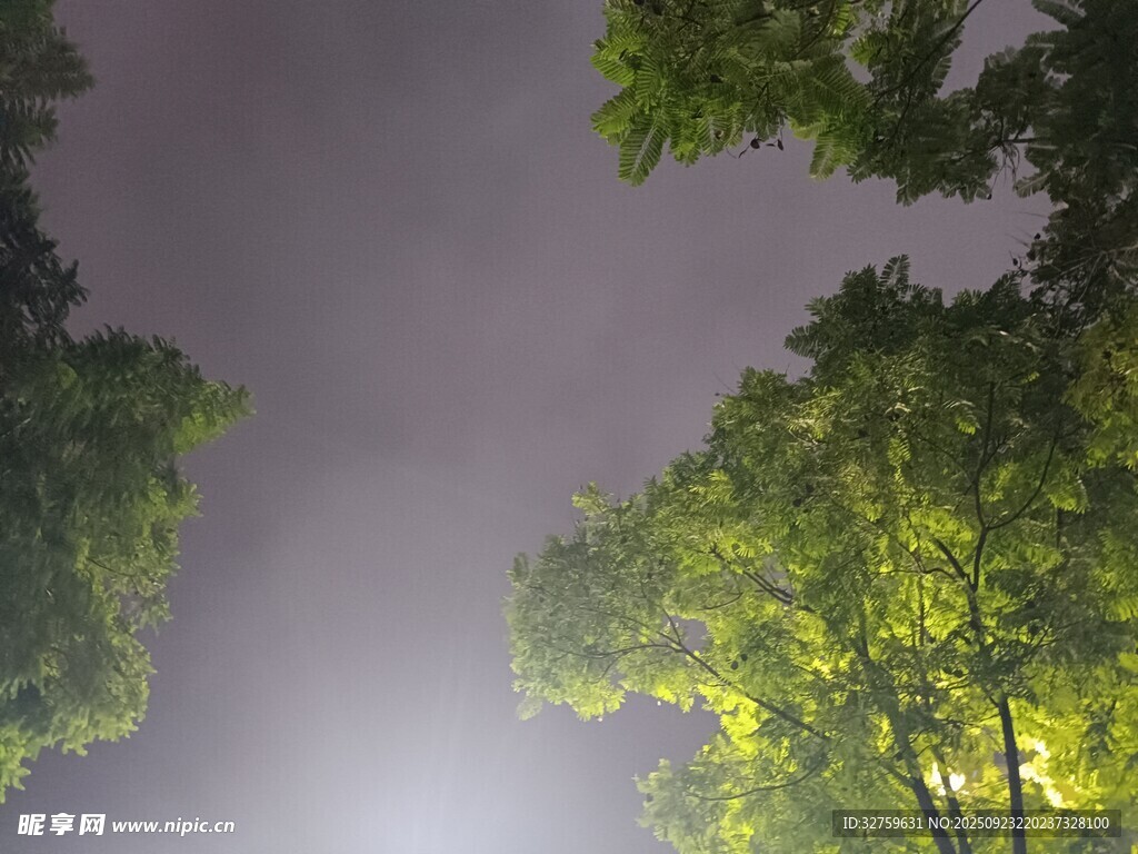 夜晚林间灯光与繁茂绿树