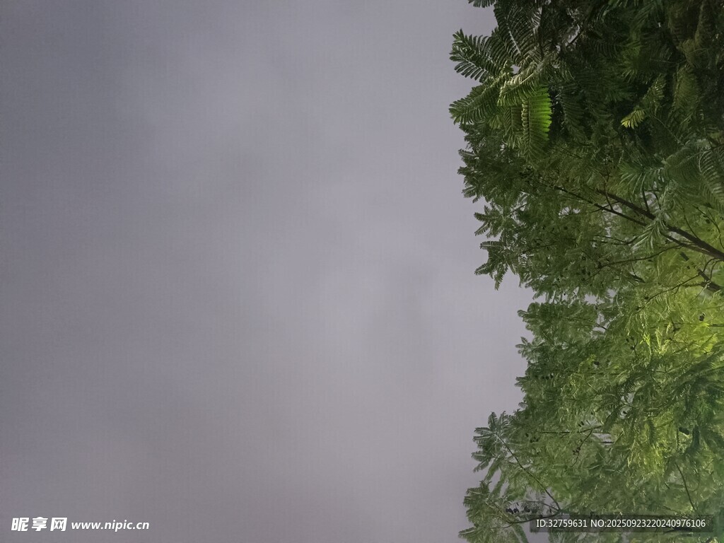 林间云雾缭绕的清新景致