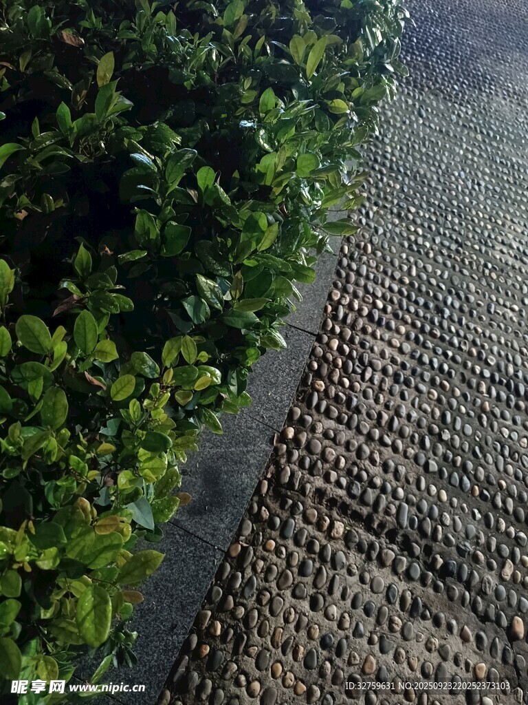 绿植旁的纹理路面