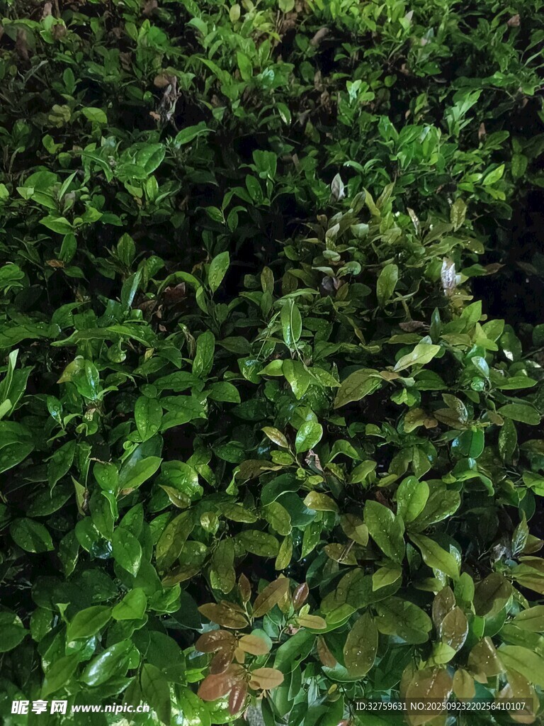 繁茂绿叶植物景象