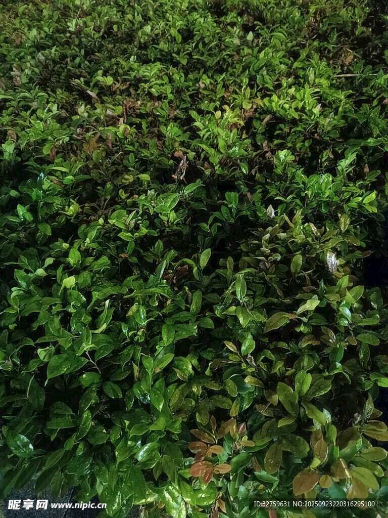 翠绿繁茂的蔓生植物