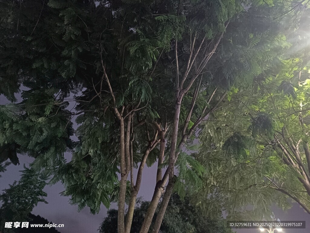 雨夜中的繁茂树木