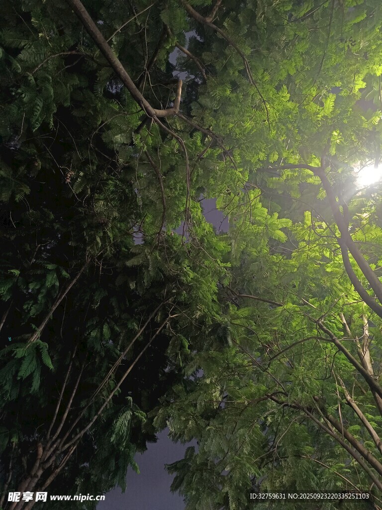林间阳光穿透茂密枝叶