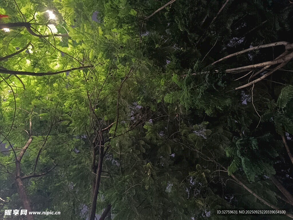 茂密丛林中的绿意景象