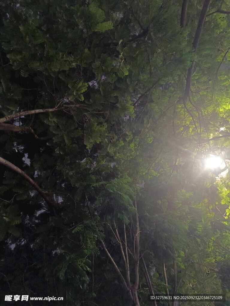 林间阳光穿透枝叶瞬间