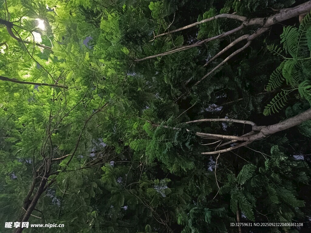 仰视茂密绿意盎然的树林
