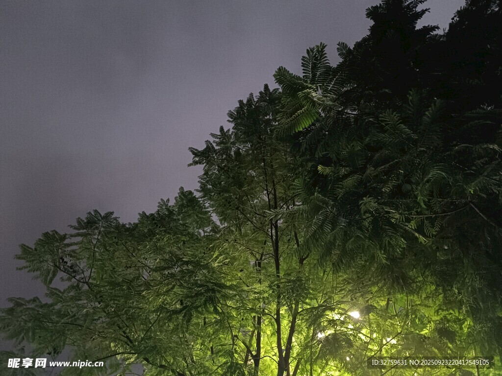 夜幕下的葱郁树木