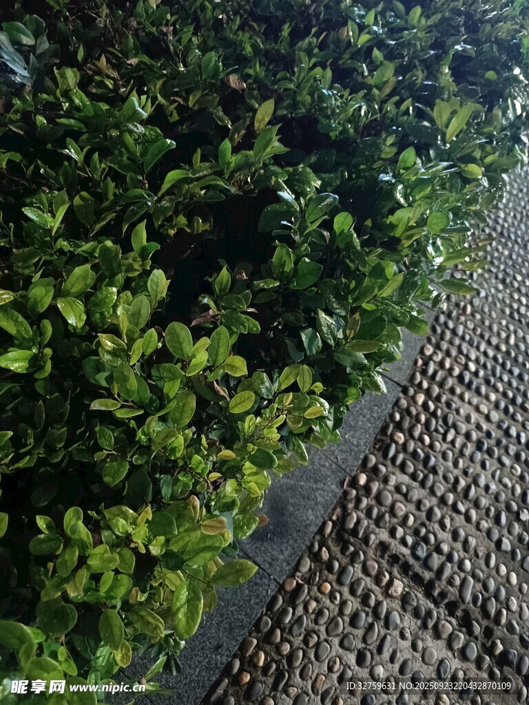绿植与网格地面景观