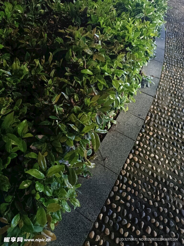 绿植旁的鹅卵石小径