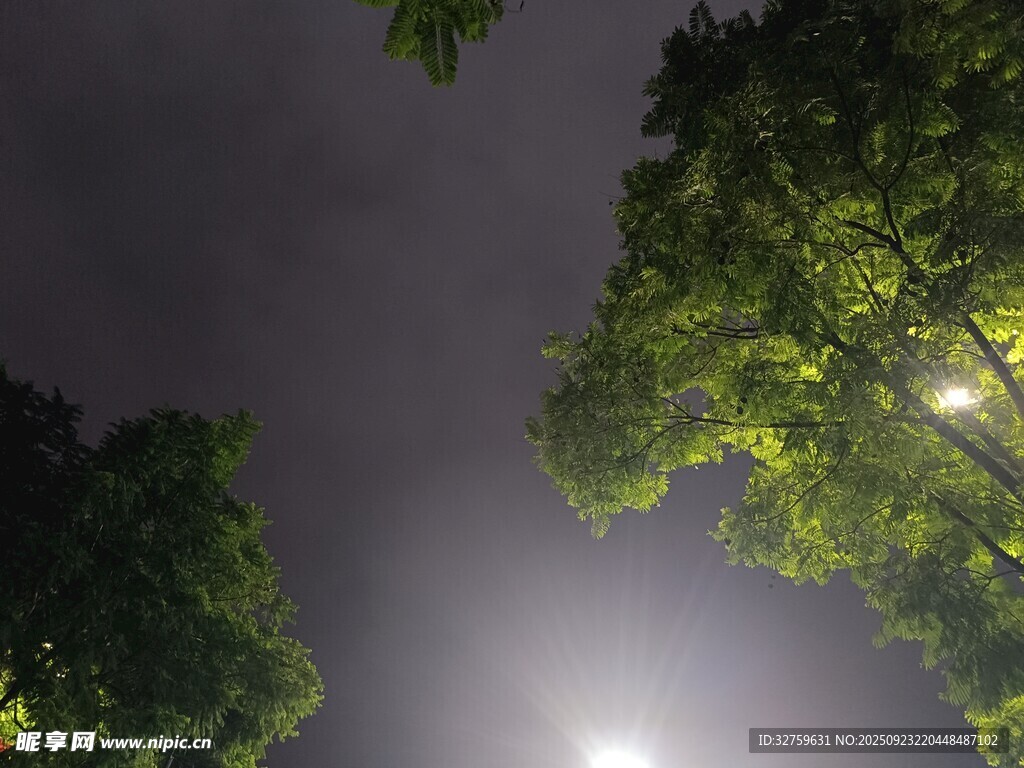 夜晚林间灯光映照树木