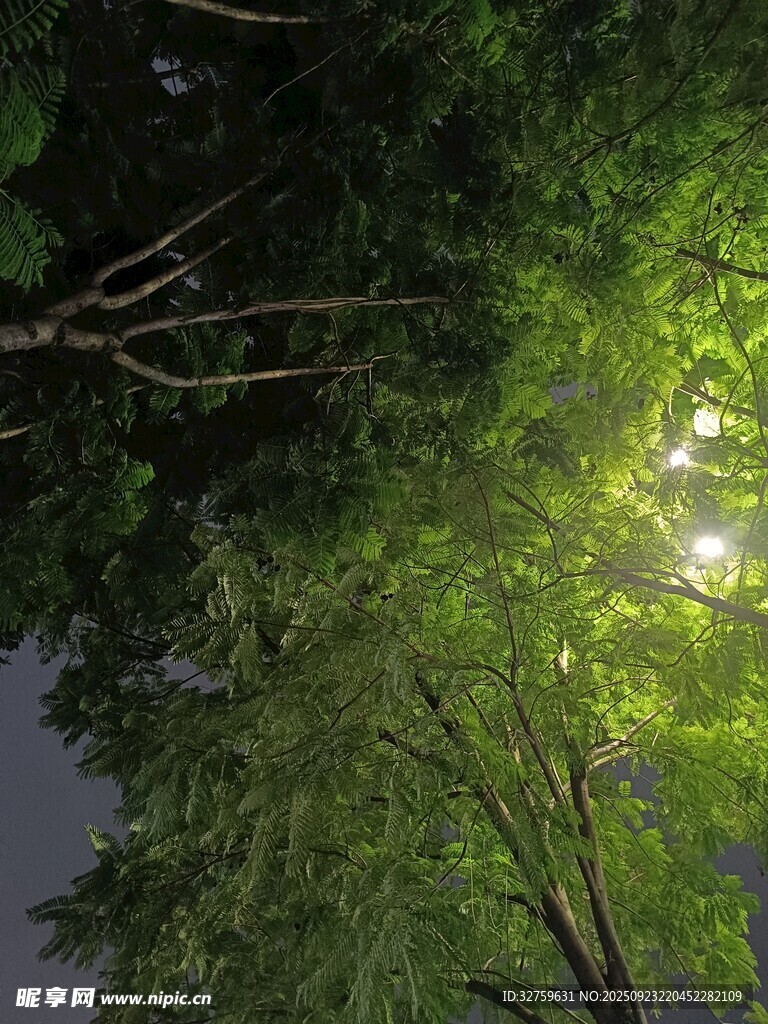 夜幕下的林间微光