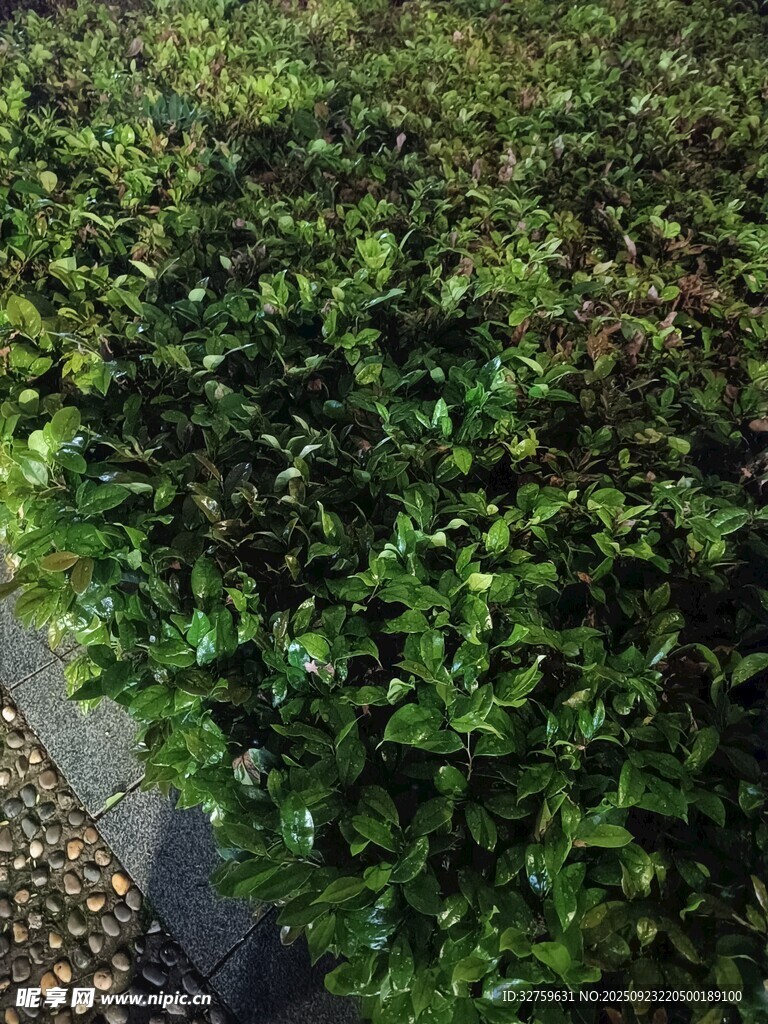 翠绿繁茂的地面绿植景观