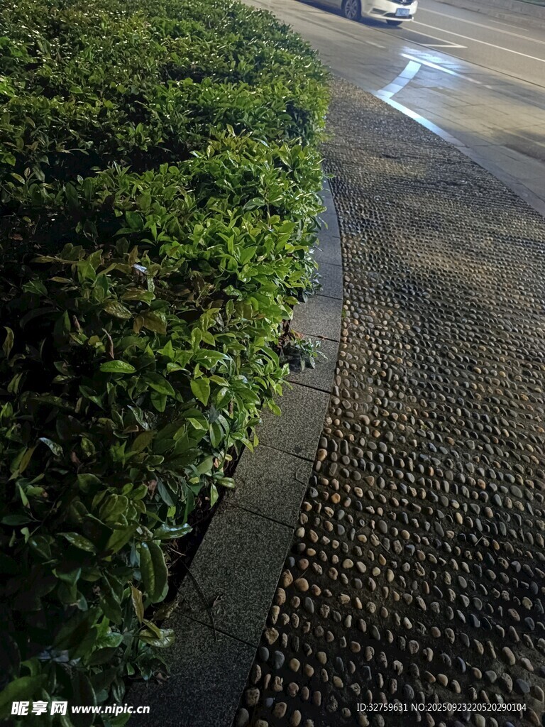 路边绿植与透水地面景观