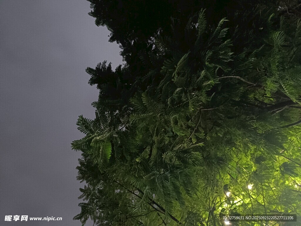 夜幕下的葱郁绿植