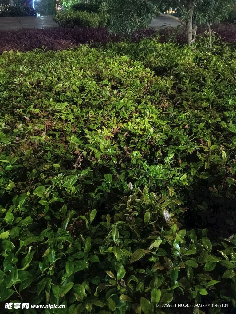 繁茂绿植景观