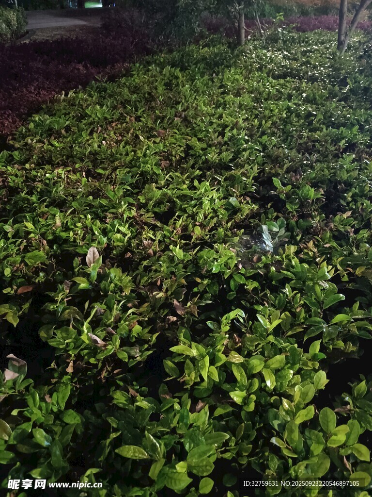 地面绿植景观