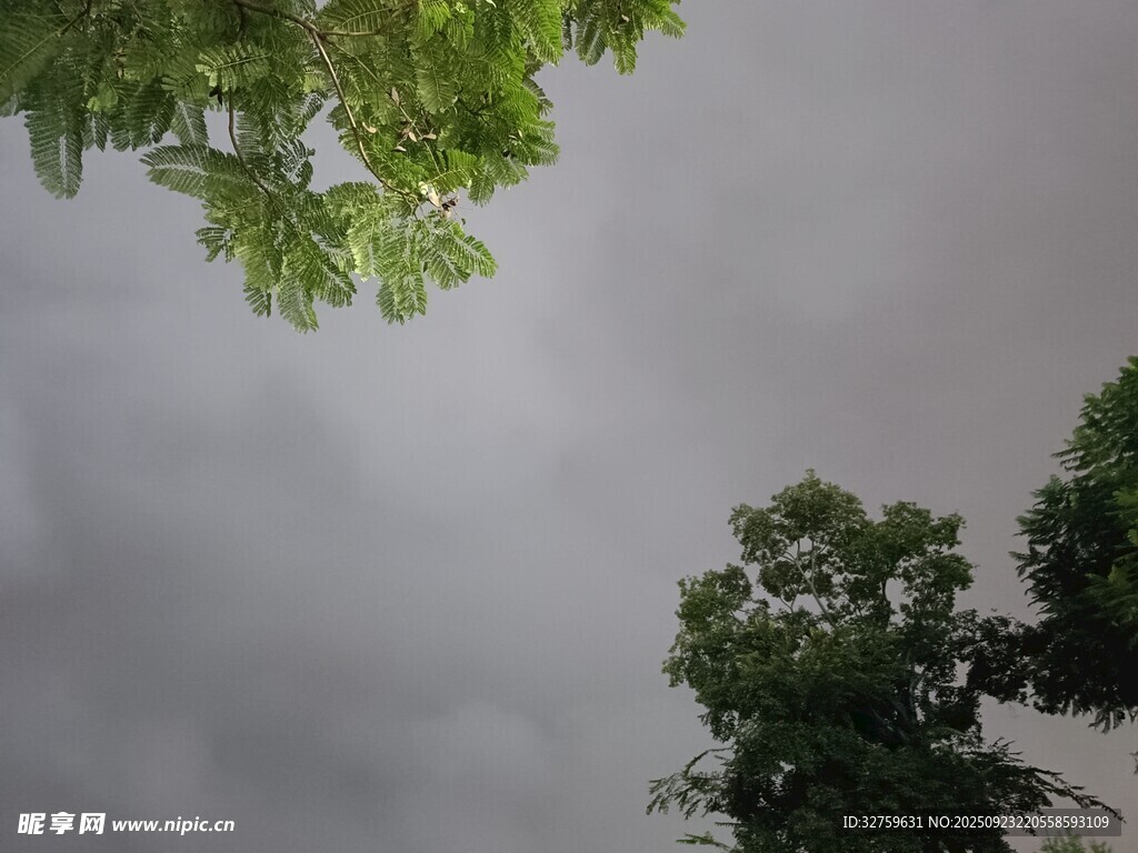 阴天树林上空景象