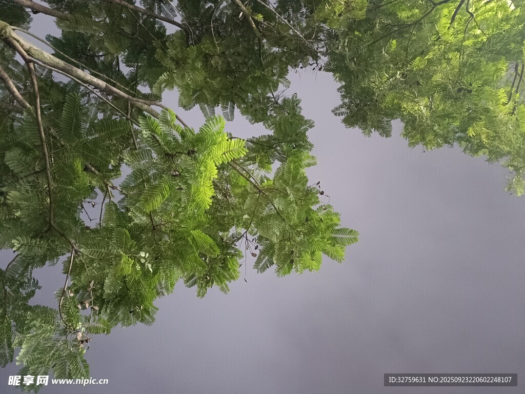 仰视绿树与灰蒙天空