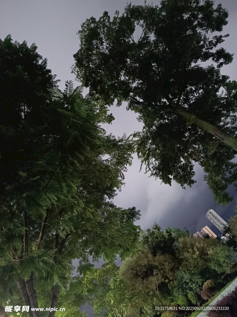 仰视繁茂树林天空景象