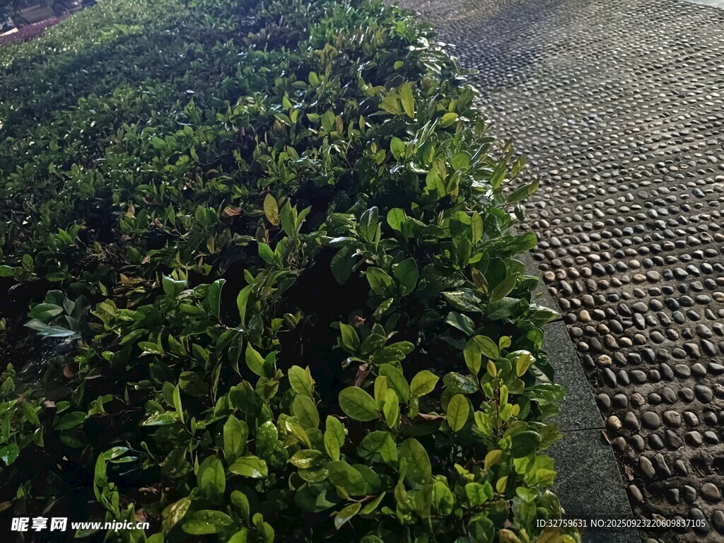 路边绿植与透水路面景观