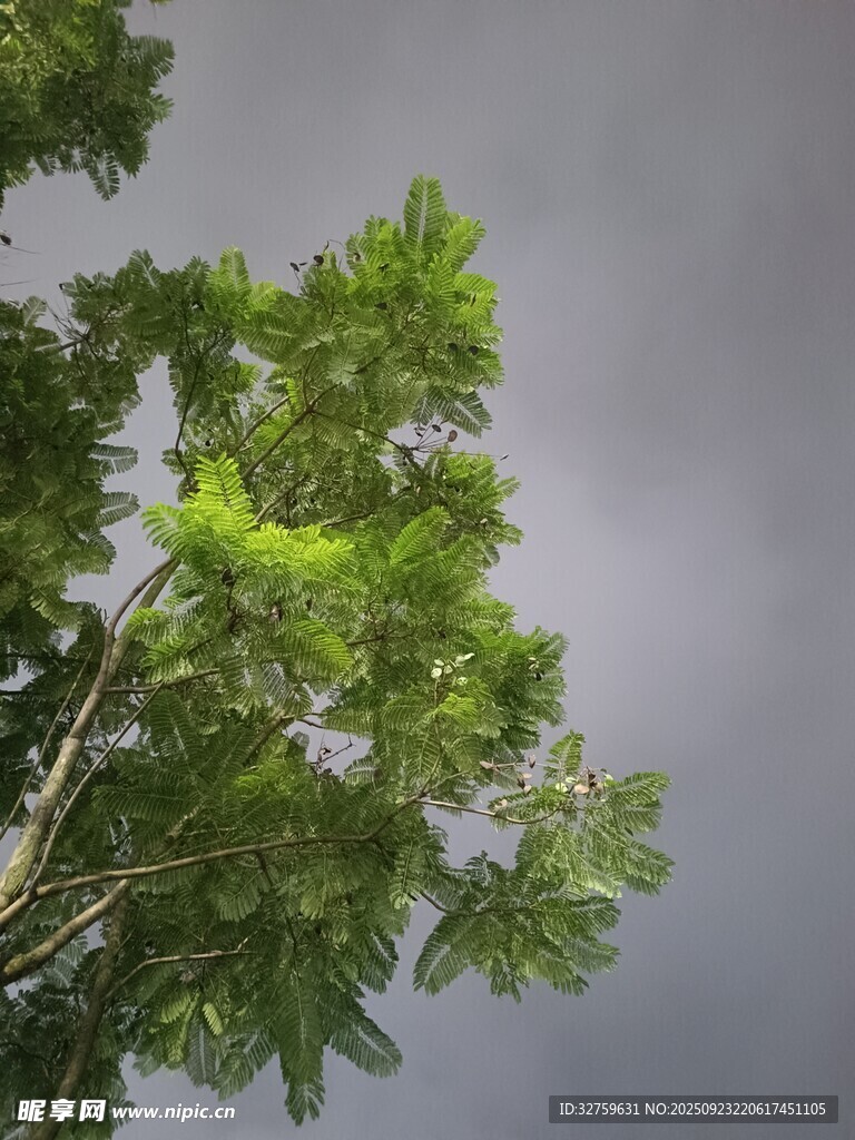 绿树映灰天