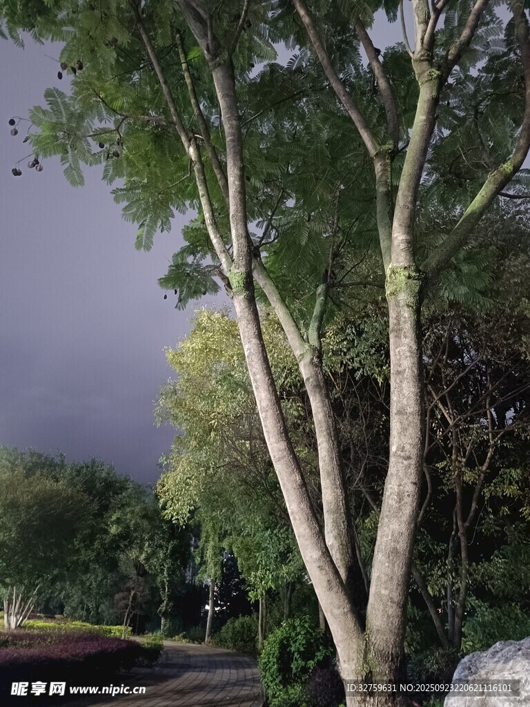 黄昏下的树木与远方道路